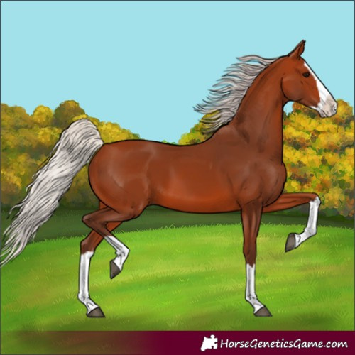 Horse Color:Silver Bay Splash 