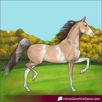 Horse Color:White Spotted Amber Champagne Splash 