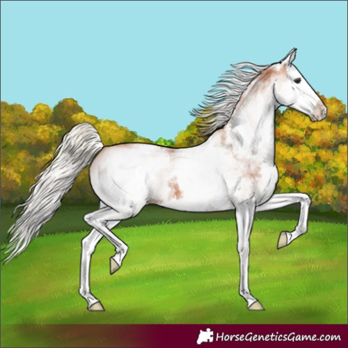 Horse Color:White Spotted Silver Bay Splash 