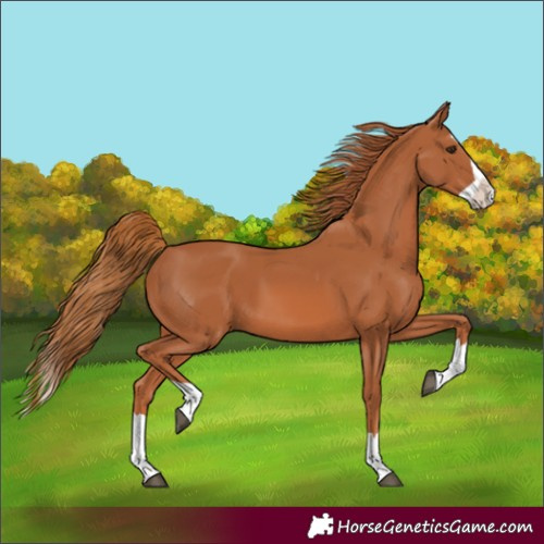 Horse Color:Unknown 