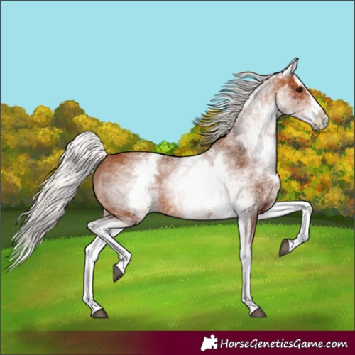 Horse Color:White Spotted Silver Bay Splash 