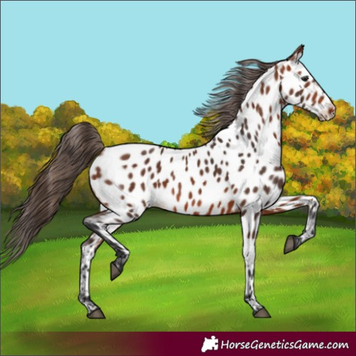 Horse Color:Bay Appaloosa 