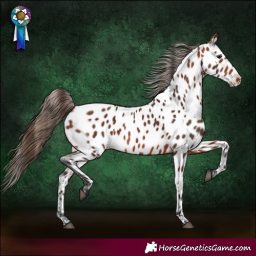 Horse Color:Bay Appaloosa 