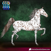 Horse Color:Bay Appaloosa 
