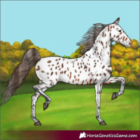 Horse Color:Bay Appaloosa 