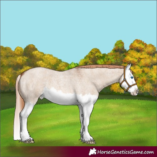 Horse Color:Red Dun Roan Splash Appaloosa 