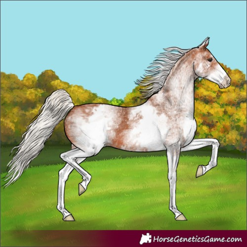 Horse Color:White Spotted Silver Bay 