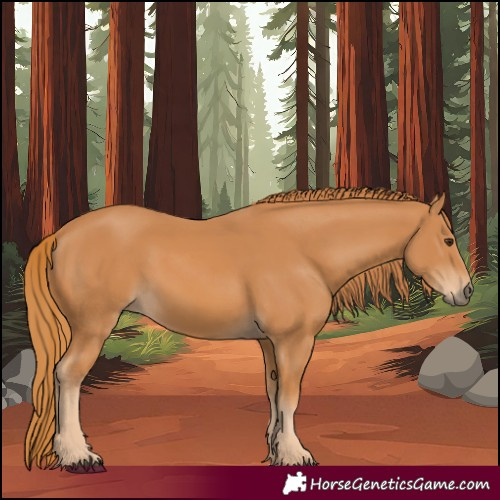 Horse Color:Chestnut 