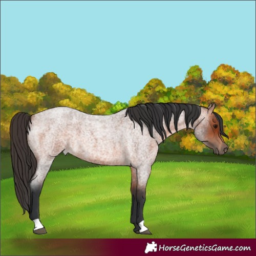 Horse Color:Bay Roan 