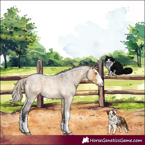 Horse Color:Silver Buckskin Roan Dun Sabino 