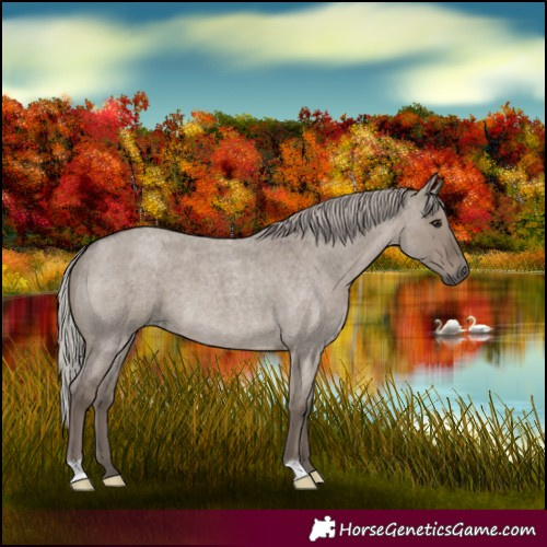 Horse Color:Silver Grullo Roan 