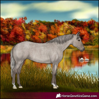Horse Color:Silver Grullo Roan 