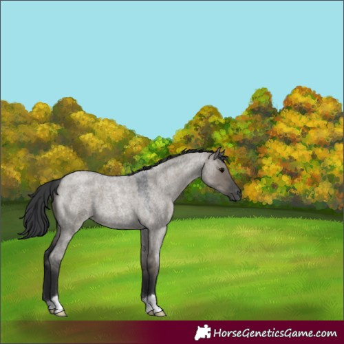 Horse Color:Grullo Roan 
