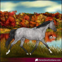 Horse Color:Grullo Roan 