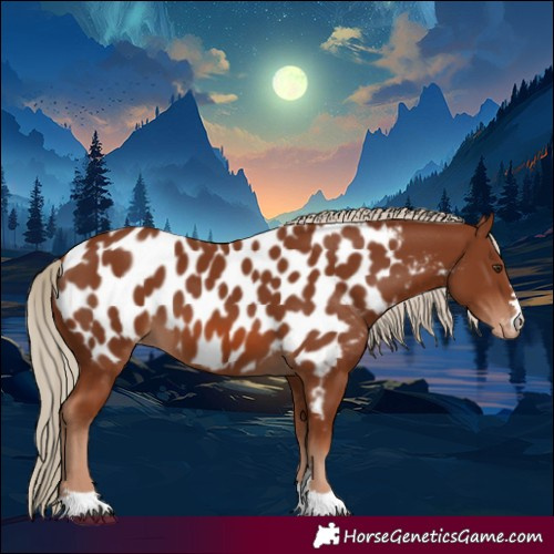Horse Color:Chestnut Near Leopard 
