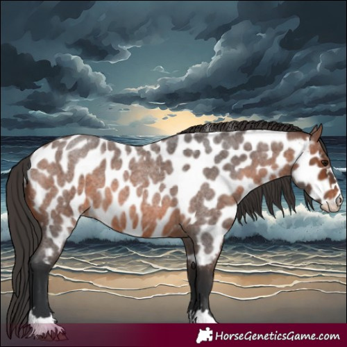 Horse Color:Brown Roan Appaloosa 