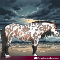 Horse Color:Brown Roan Appaloosa 