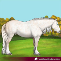 Horse Color:Cremello Splash  and Gray Cremello Splash 