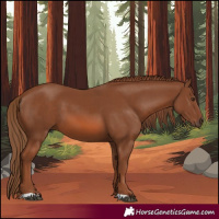 Horse Color:Chestnut 