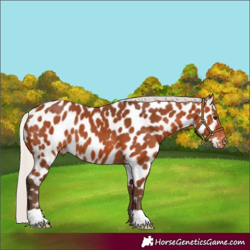 Horse Color:Silver Bay Appaloosa
