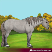 Horse Color:Grullo Varnish 