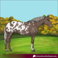 Horse Color:Silver Black Tobiano Appaloosa Rabicano 