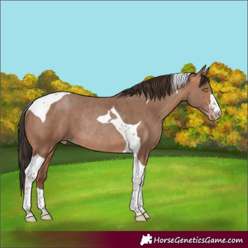 Horse Color:Sable Champagne Tobiano Rabicano 