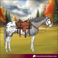 Horse Color:Grullo Splash Appaloosa 