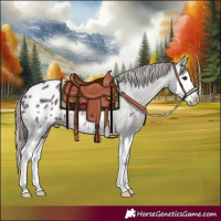 Horse Color:Grullo Splash Appaloosa 