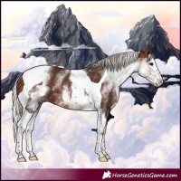 Horse Color:White Spotted Silver Brown Splash Tobiano Rabicano