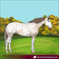 Horse Color:Bay Dun Splash Appaloosa 