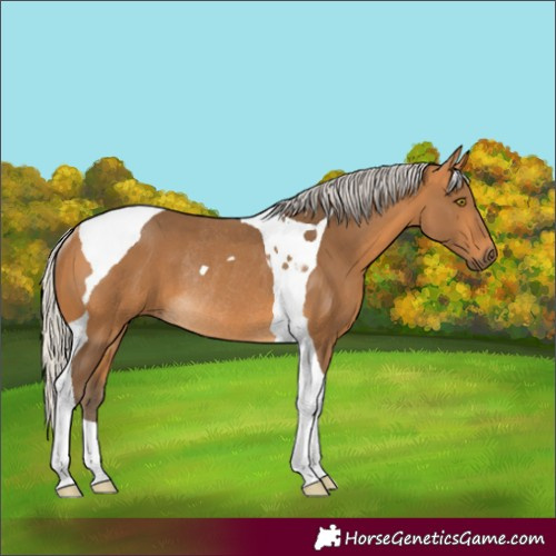 Horse Color:Silver Buckskin Tobiano Rabicano 