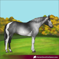 Horse Color:Gray Brown Tobiano Rabicano 