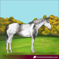 Horse Color:White Spotted Brown Tobiano Rabicano