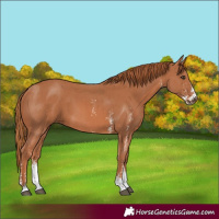 Horse Color:Chestnut Sabino 
