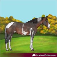 Horse Color:Brown Sabino Tobiano Rabicano