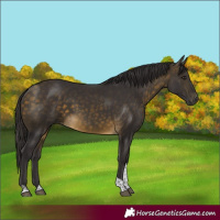 Horse Color:Buckskin Tobiano Rabicano