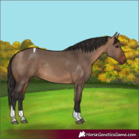 Horse Color:Bay Dun Tobiano Rabicano 