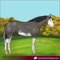 Horse Color:Grullo Splash 