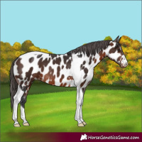 Horse Color:Brown Tobiano Near Leopard Rabicano 