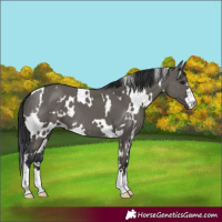 Horse Color:White Spotted Grullo 