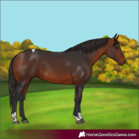 Horse Color:Bay Tobiano Rabicano 