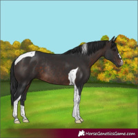 Horse Color:Brown Tobiano Rabicano