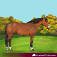 Horse Color:Bay 
