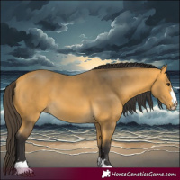Horse Color:Buckskin 