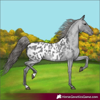 Horse Color:Blue Roan Appaloosa