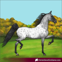 Horse Color:Blue Roan Appaloosa 