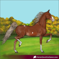 Horse Color:Chestnut Splash Tobiano 