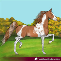 Horse Color:Chestnut Splash Tobiano 