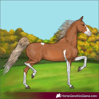 Horse Color:Chestnut Splash Tobiano